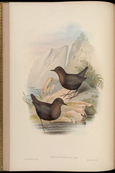 Cinclus sordidus = dunkle Morphe von Cinclus cinclus cashmeriensis von John Gould